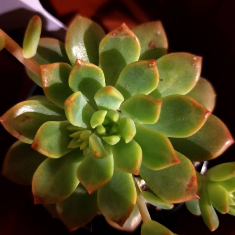 Plant image Echeveria Marcus