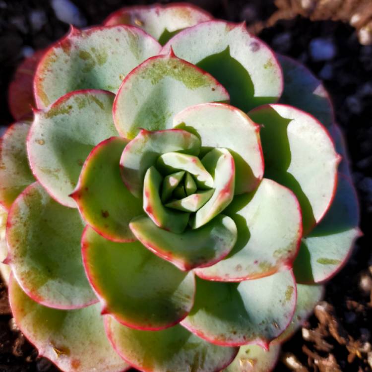 Plant image Echeveria Atlantis