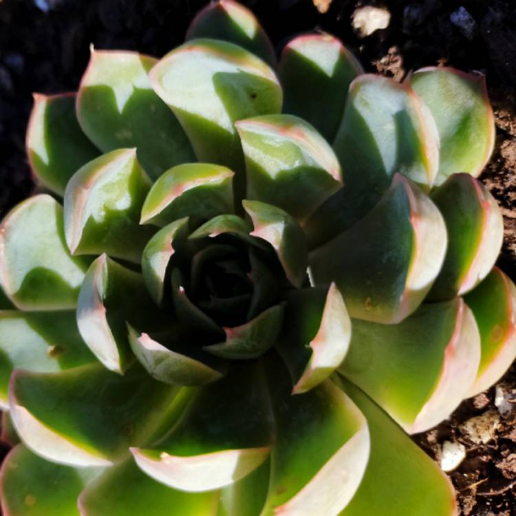 Plant image Echeveria Pink Edge