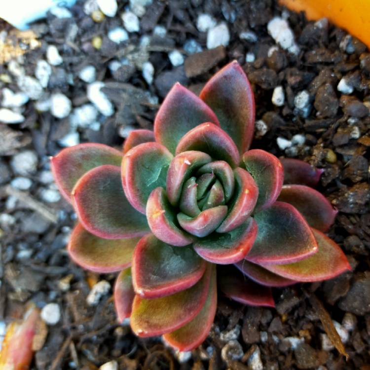 Plant image Echeveria Gilva Red