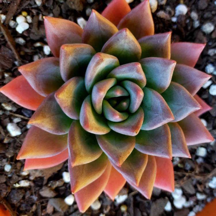 Plant image Echeveria Peacocki x Setosa