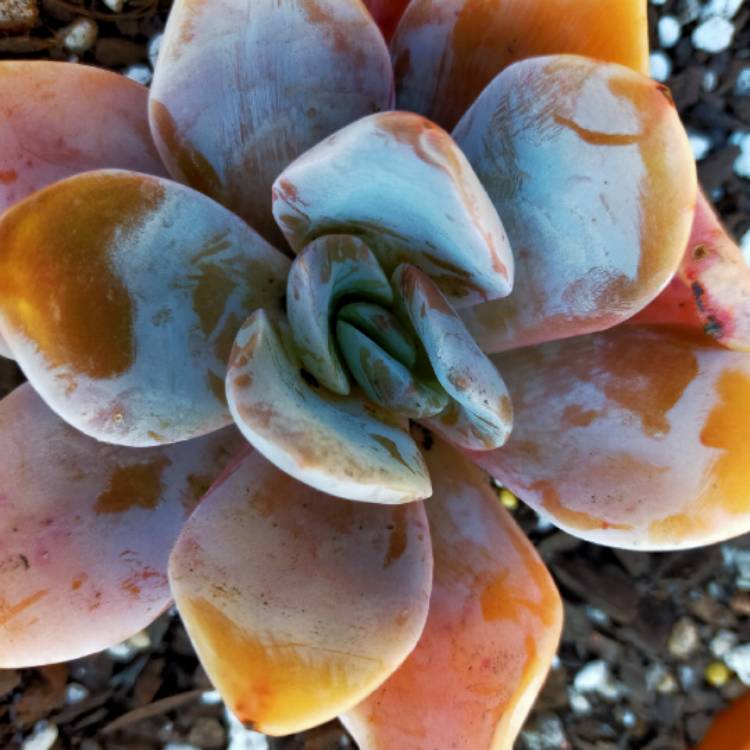 Plant image Echeveria Bambino