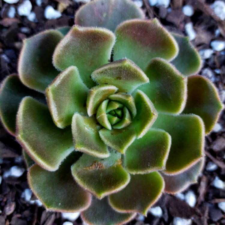 Plant image Echeveria Brown Rose