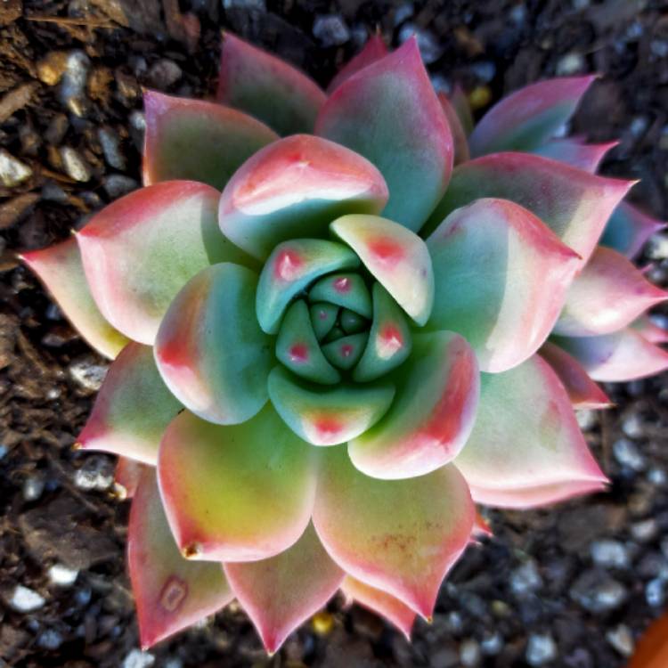 Plant image Echeveria Colorata