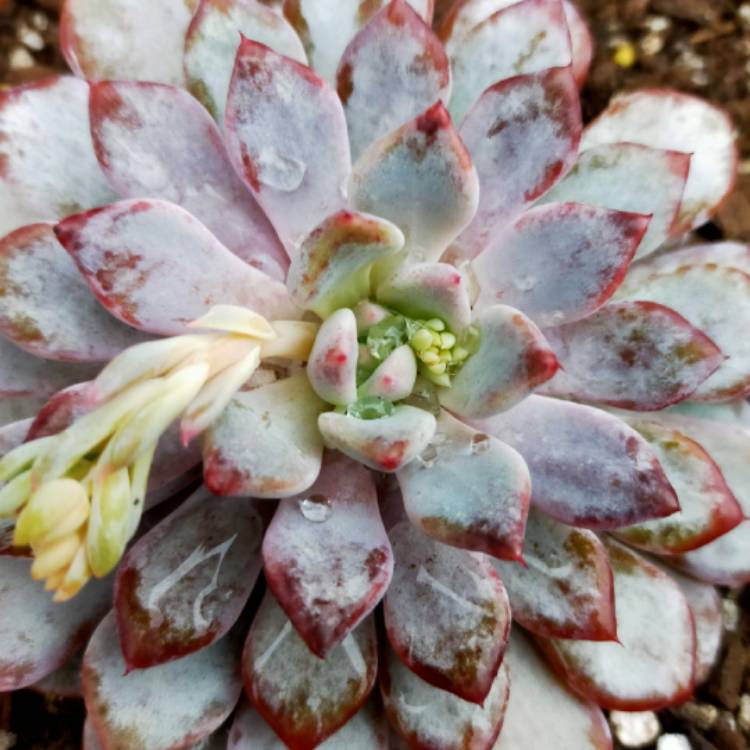 Plant image Echeveria Violet Magic