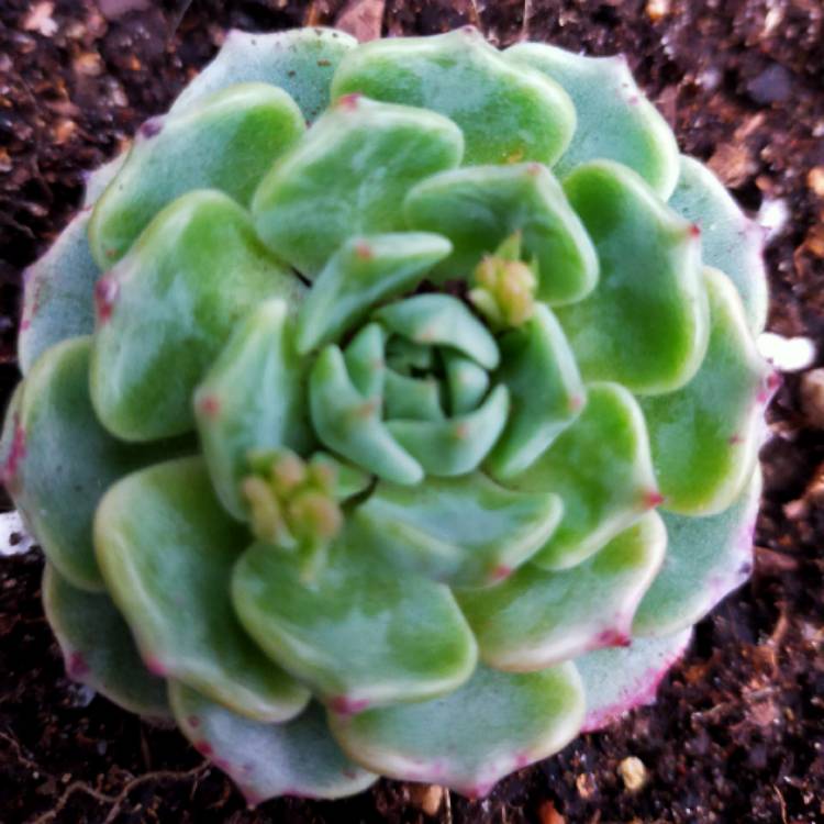 Plant image Echeveria Sara Hime Botan