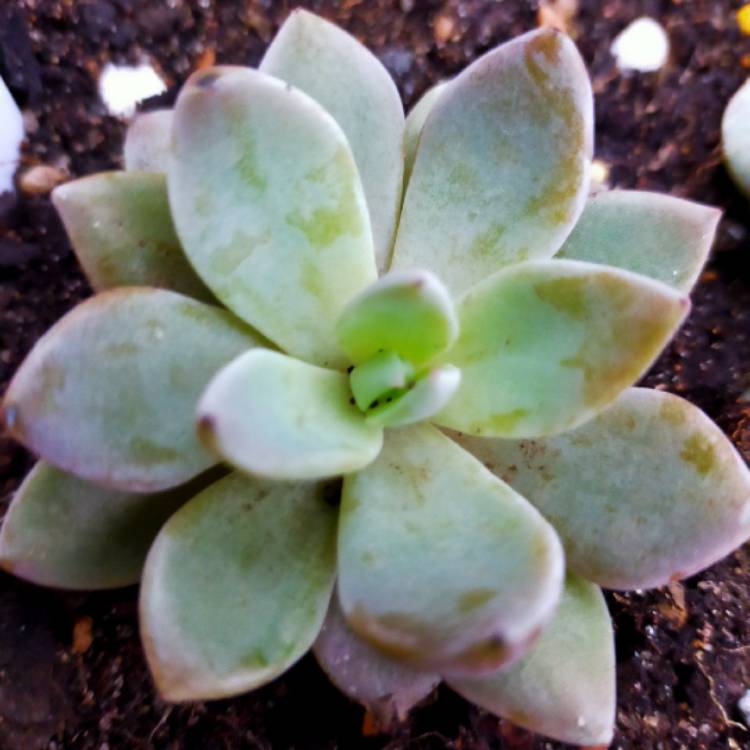 Plant image Graptopetalum Sugar Jelly