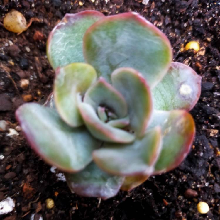 Plant image Echeveria Dark Ice