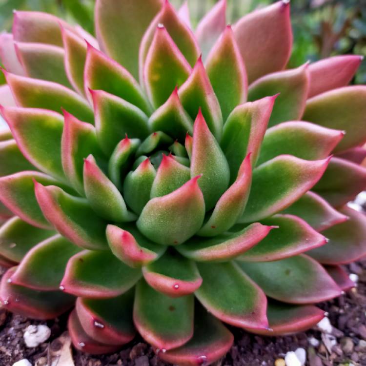 Plant image Echeveria Frank