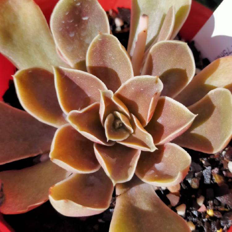 Plant image Echeveria Rosularis