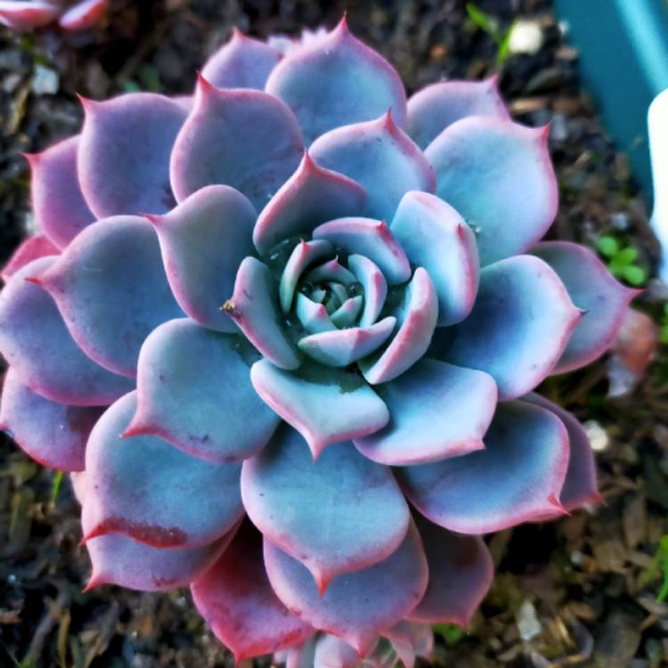 Plant image Echeveria Laulensis