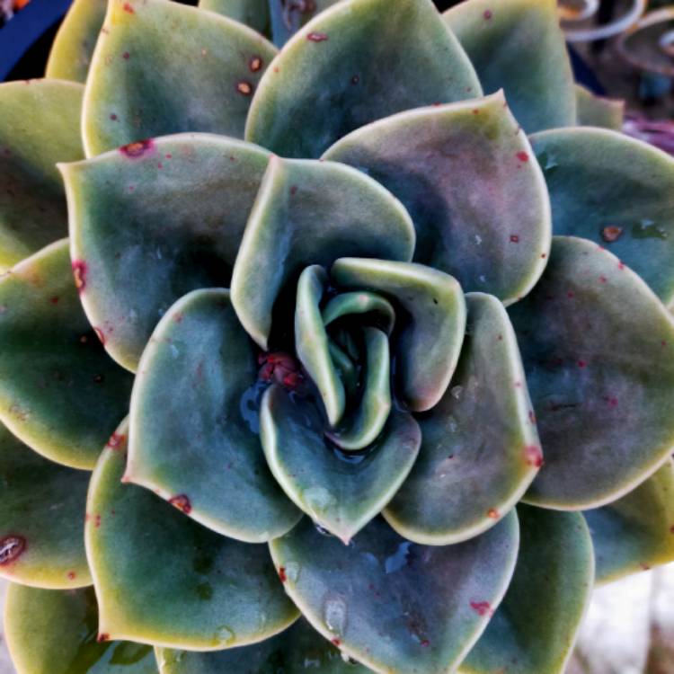 Plant image xGraptoveria Harry Watson