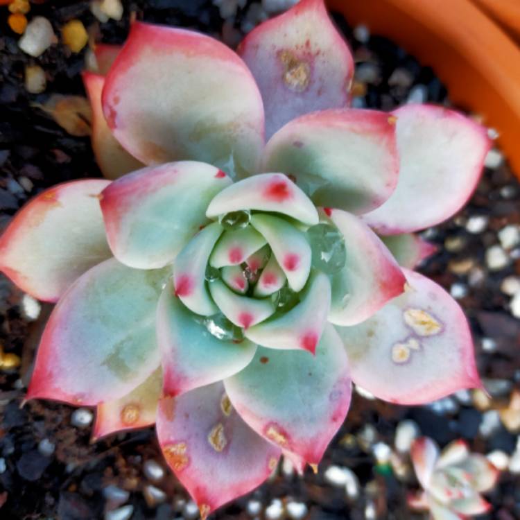 Plant image Echeveria Colorata