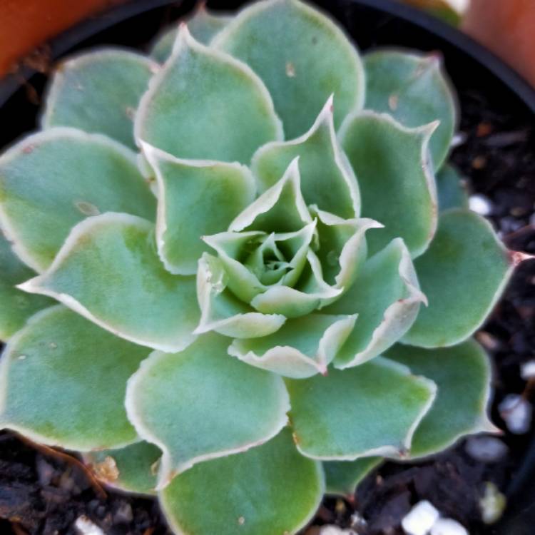 Plant image Echeveria Simulans Ascension