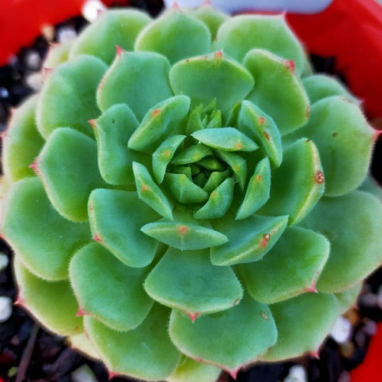 Plant image Echeveria Dondo