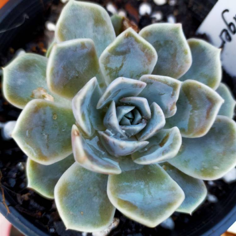 Plant image Echeveria Tynie Burger