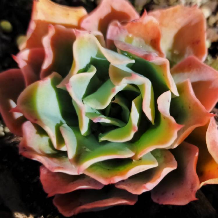 Plant image Echeveria Toffee Apple