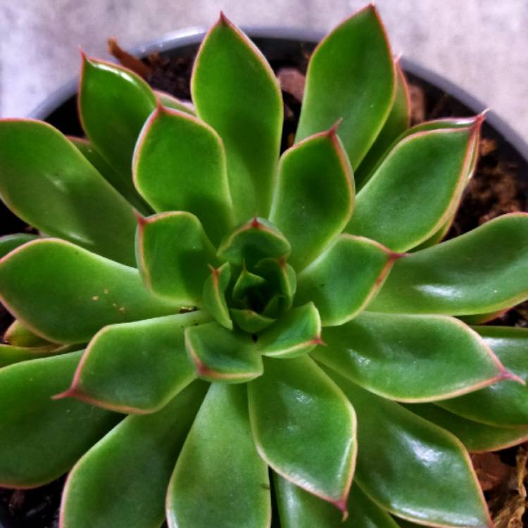 Plant image Echeveria Sagitta