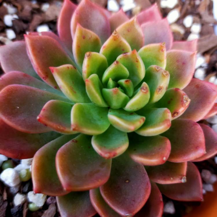 Plant image Echeveria Copper Canyon