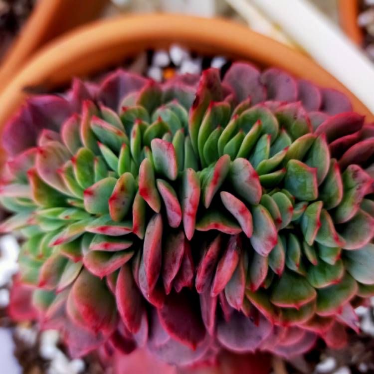 Plant image Echeveria Briar Rose