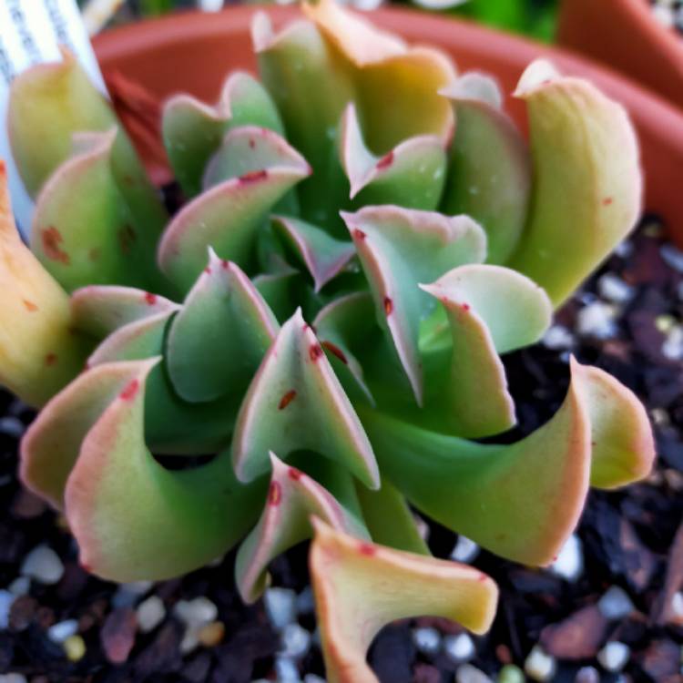 Plant image Echeveria Dark Vader