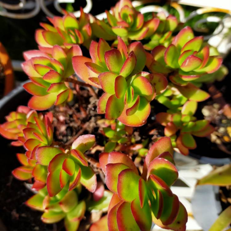 Plant image Crassula rubricaulis