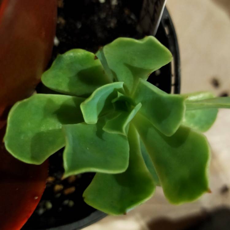 Plant image Echeveria Rainbow Sunset