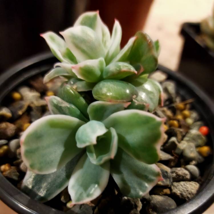 Plant image Echeveria Berkeley Variegata