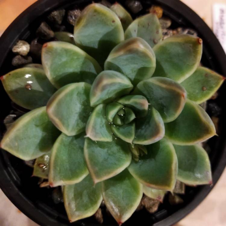 Plant image Echeveria Alabaster Magic