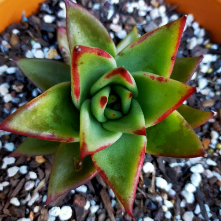 Plant image Echeveria Agavoides La Virgin 