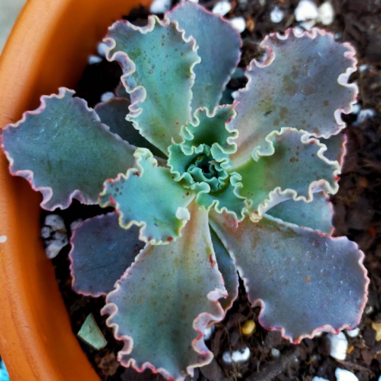 Plant image Echeveria Paradisian Surprise