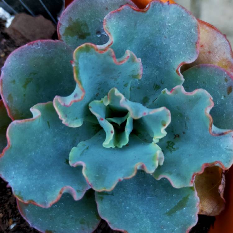 Plant image Echeveria Blue Butterfly