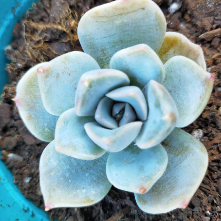 Plant image Echeveria Snow Bunny