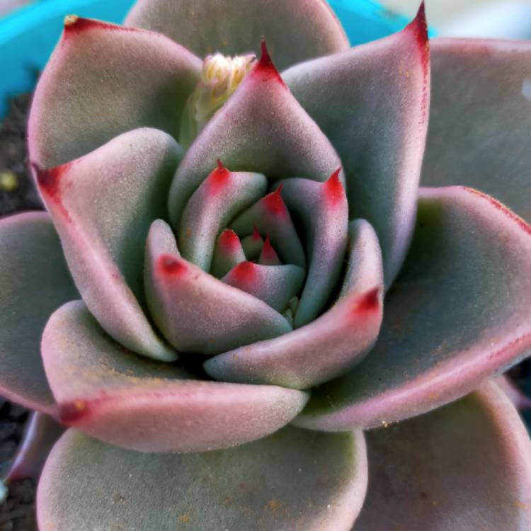 Plant image Echeveria Agavoides Jade Star