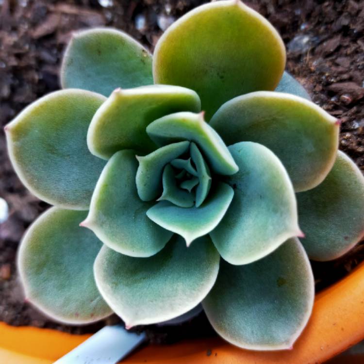 Plant image Echeveria Arika