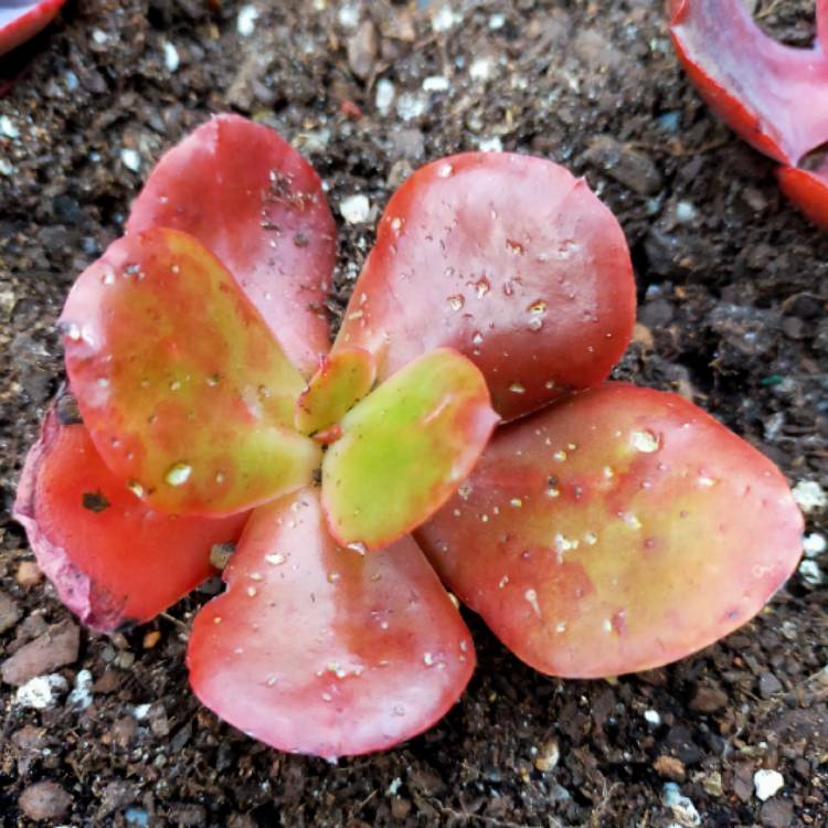 Plant image Echeveria Fireball