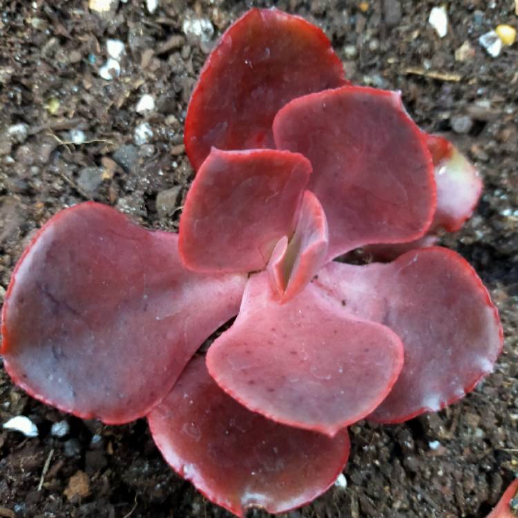 Plant image Echeveria Red Trump