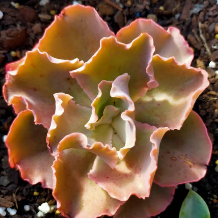 Plant image Echeveria Curls