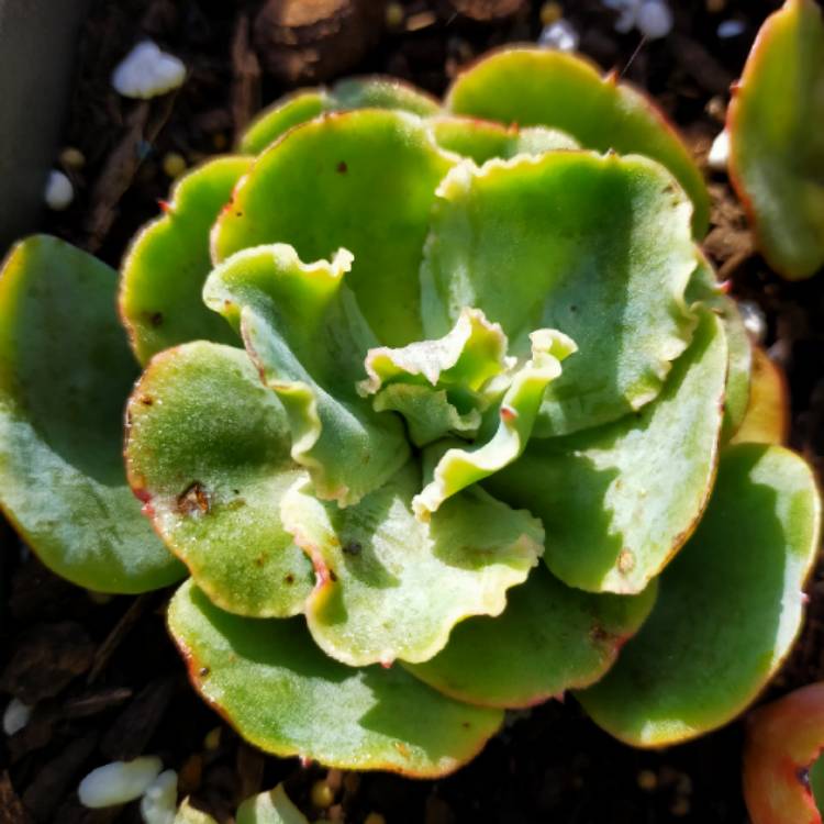 Plant image Echeveria Aquarius