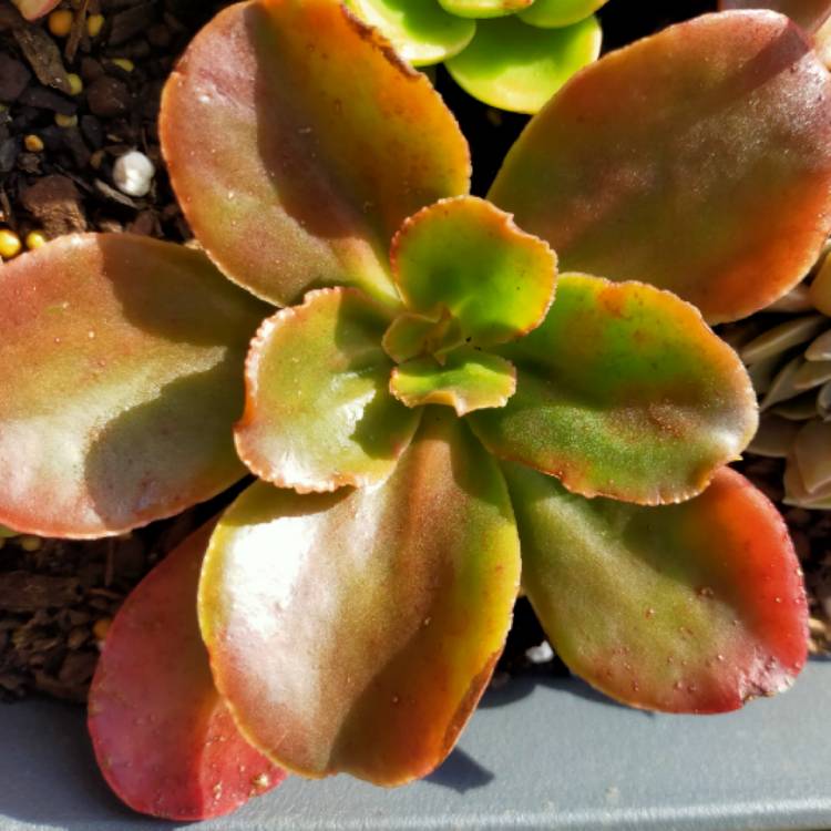 Plant image Echeveria Bittersweet