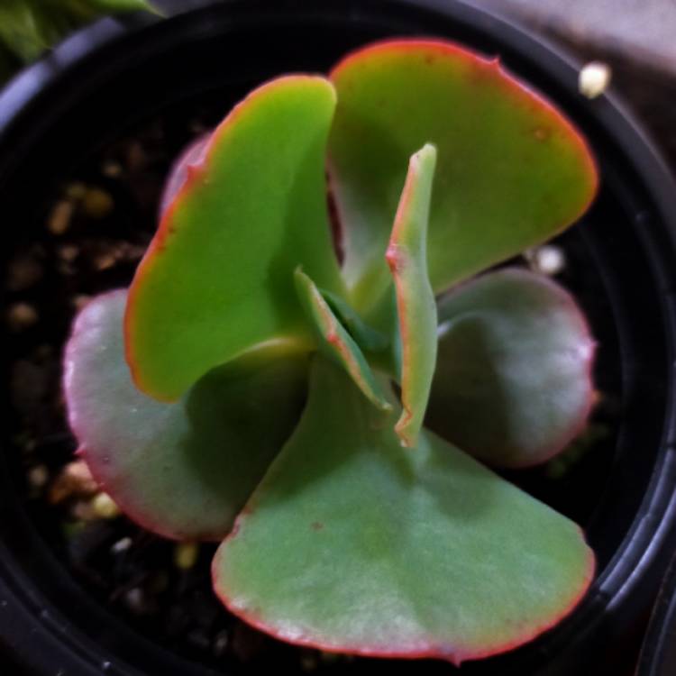 Plant image Echeveria Meridian