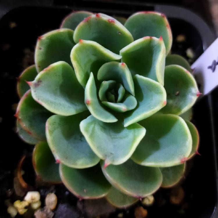 Plant image Echeveria Lara