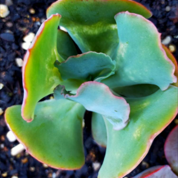 Plant image Echeveria Meridian