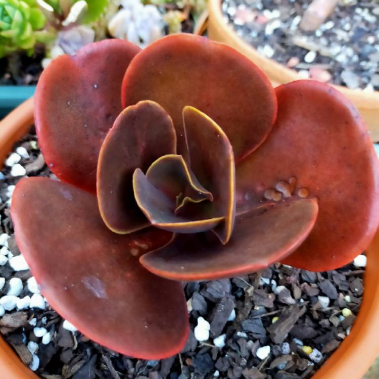 Plant image Echeveria Mahogany Rose