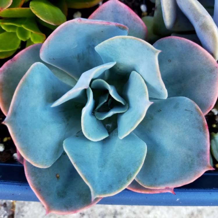 Plant image Echeveria Cloudburst