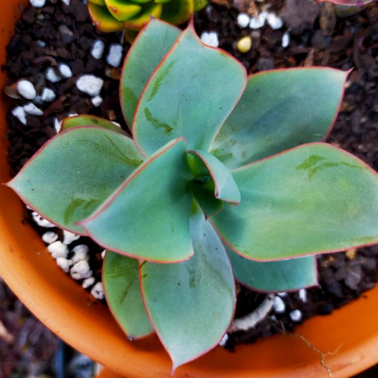 Plant image Echeveria rubromarginata