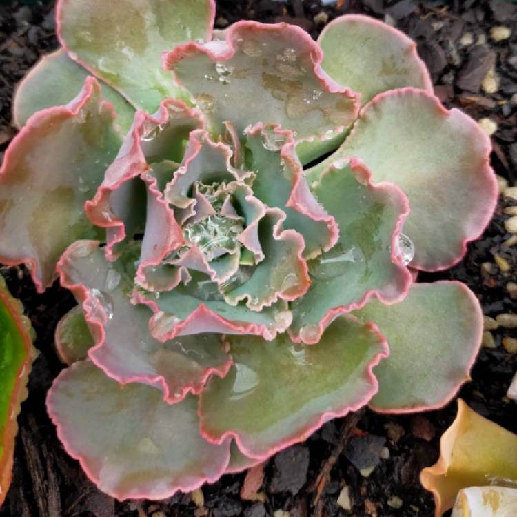 plant image 1409620