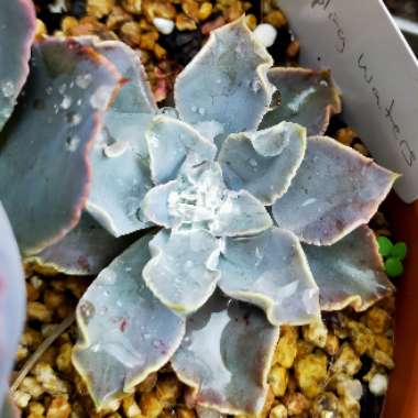 Echeveria 'Rippling Waters'