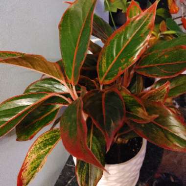 Chinese Evergreen 'Siam'