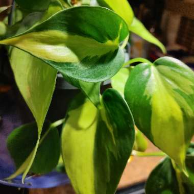 Philodendron 'Brasil'